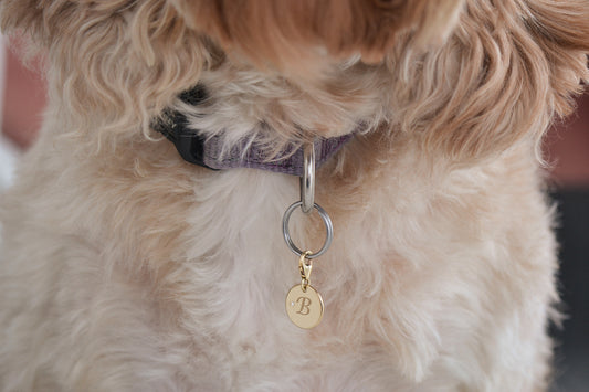 Close up of White Cavoodle wearing SOLENE, a 9ct gold pet pendant with white brilliant round diamond accent and engraved initial "B".