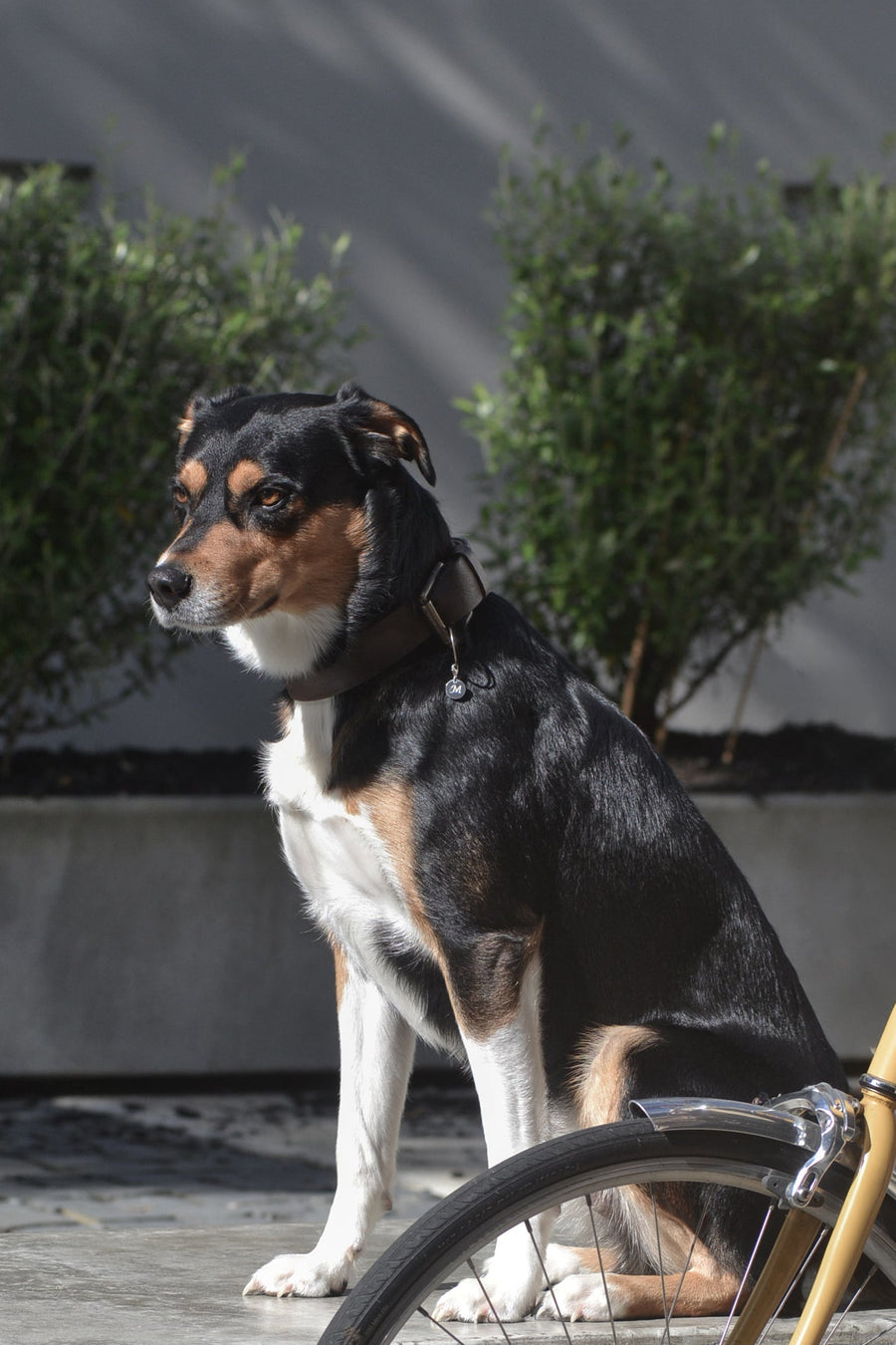 Dog wears REINE by PAWVÉ. A solid sterling silver pendant, with a natural round brilliant-cut blue sapphire accent, engraved 'M' initial for Martin. Photographed in an urban setting next to a vintage bicycle.