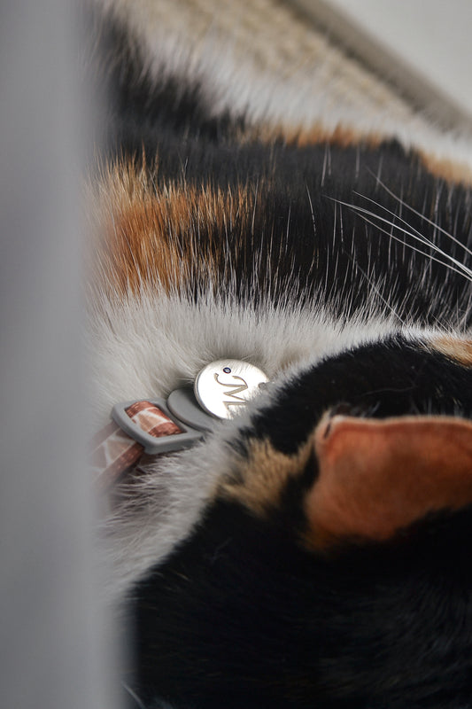 Close-up of a kitten wearing sterling silver pendant with accent sapphire on a neutral background