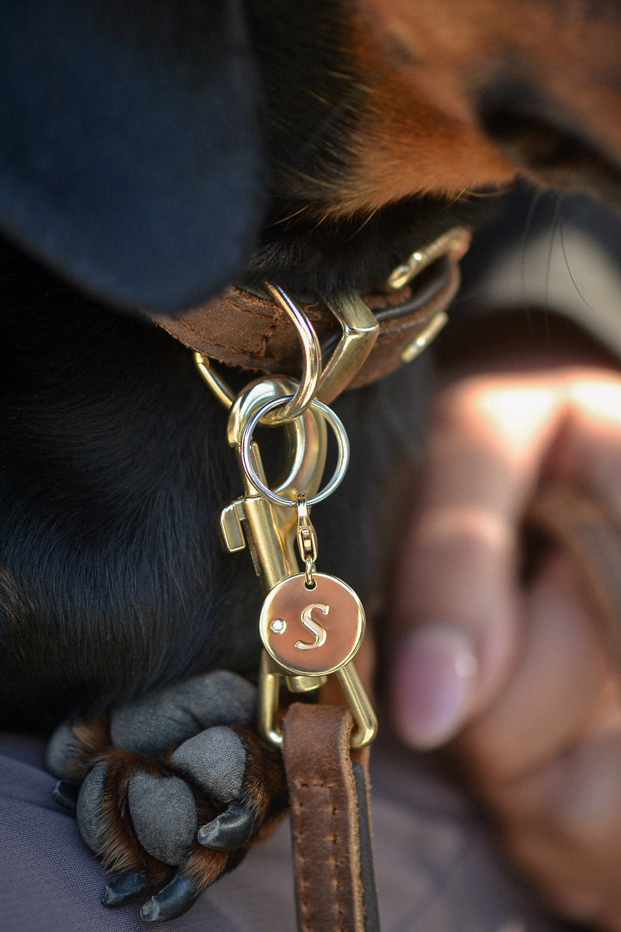 Dachshund wears SOLÈNE a solid 9ct yellow gold pendant, with a natural round brilliant-cut white diamond accent, engraved pets initial. Photographed with chic owner in Ponsonby cafe.