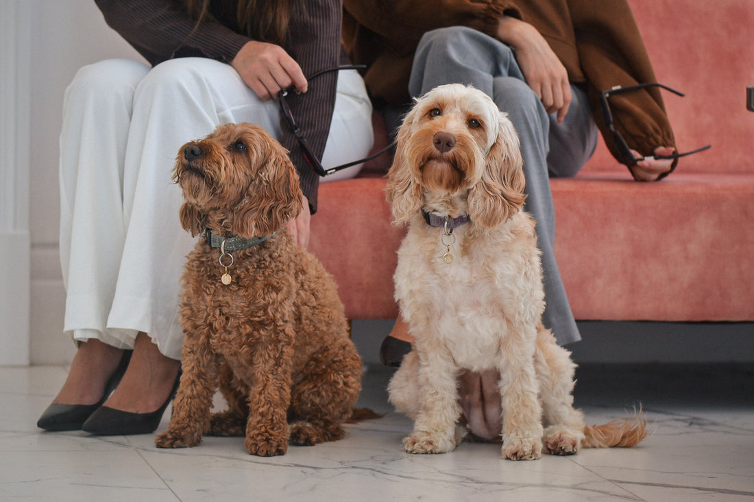 Cavoodle dogs wear 9ct yellow gold pet pendants with diamonds. Sat next to their well dressed owners on a pink couch.