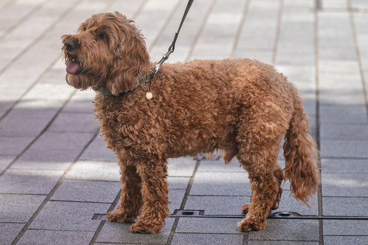Cavoodle dog wearing 9ct yellow gold pendant, with natural white diamond flush set initial. Photographed in urban setting.