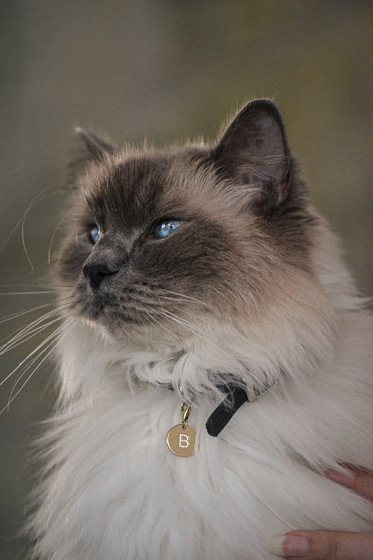 9ct Yellow Gold Pendant, Natural White Diamond Flush Set Initial | PAWVÉ Fine Jewellery For Pets