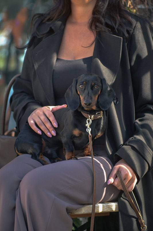Dachshund wears SOLÉNE by PAWVÉ. A solid 9ct yellow gold pendant, engraved with the pet’s initial and accented by a natural round brilliant-cut white diamond.