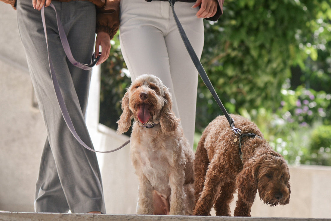 Cavoodle dogs wear PAWVÉ fine jewellery pet pendants crafted in 9ct yellow gold and natural white diamonds. Photographed in an urban setting with their owners.
