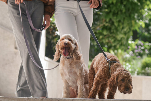 Cavoodle dogs wear PAWVÉ fine jewellery pet pendants crafted in 9ct yellow gold and natural white diamonds. Photographed in an urban setting with their owners.