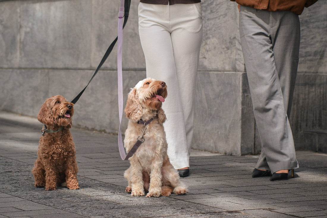 Pet Jewellery: How Fine Pet Jewellery Reflects the Owner’s Identity