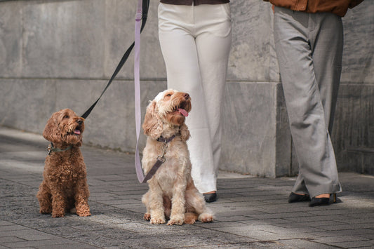 Pet Jewellery: How Fine Pet Jewellery Reflects the Owner’s Identity