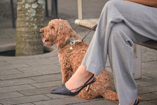 Red cavoodle wears PAWVÉ fine jewellery for pets. ÉMINENCE a 9ct yellow gold round pendant with natural white diamonds flush set to form pet's initial.