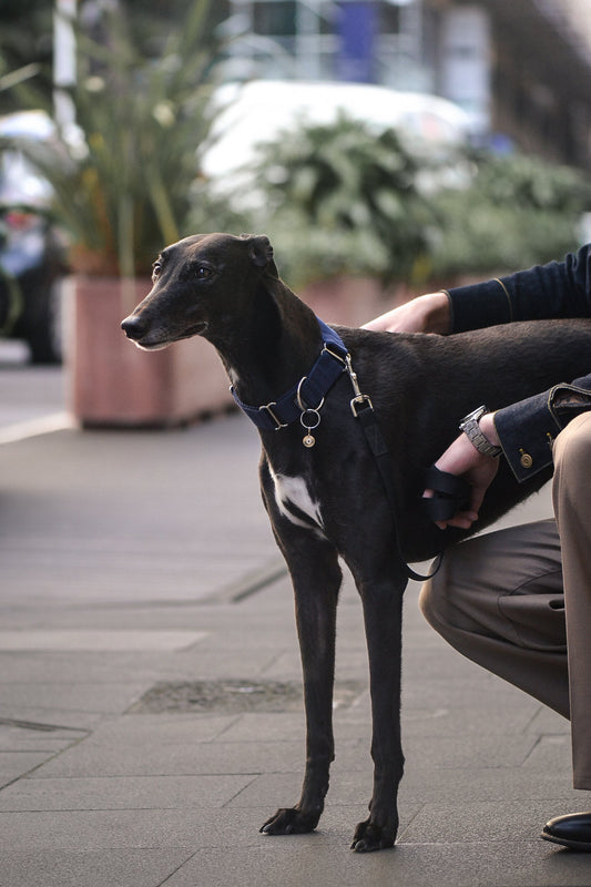 Greyhound wears solid 9ct yellow gold pendant, with flush-set diamond initial 'O'. ÉMINENCE by PAWVÉ. Partnership with Greyhounds As Pets NZ.