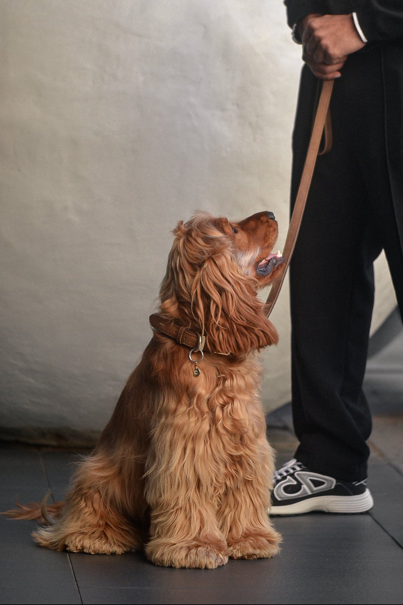 British Show Cocker Spaniel wears ÉMINENCE a 9ct yellow gold pendant, flush set natural white diamonds forming pets initial. Photographed with stylish man in urban setting.