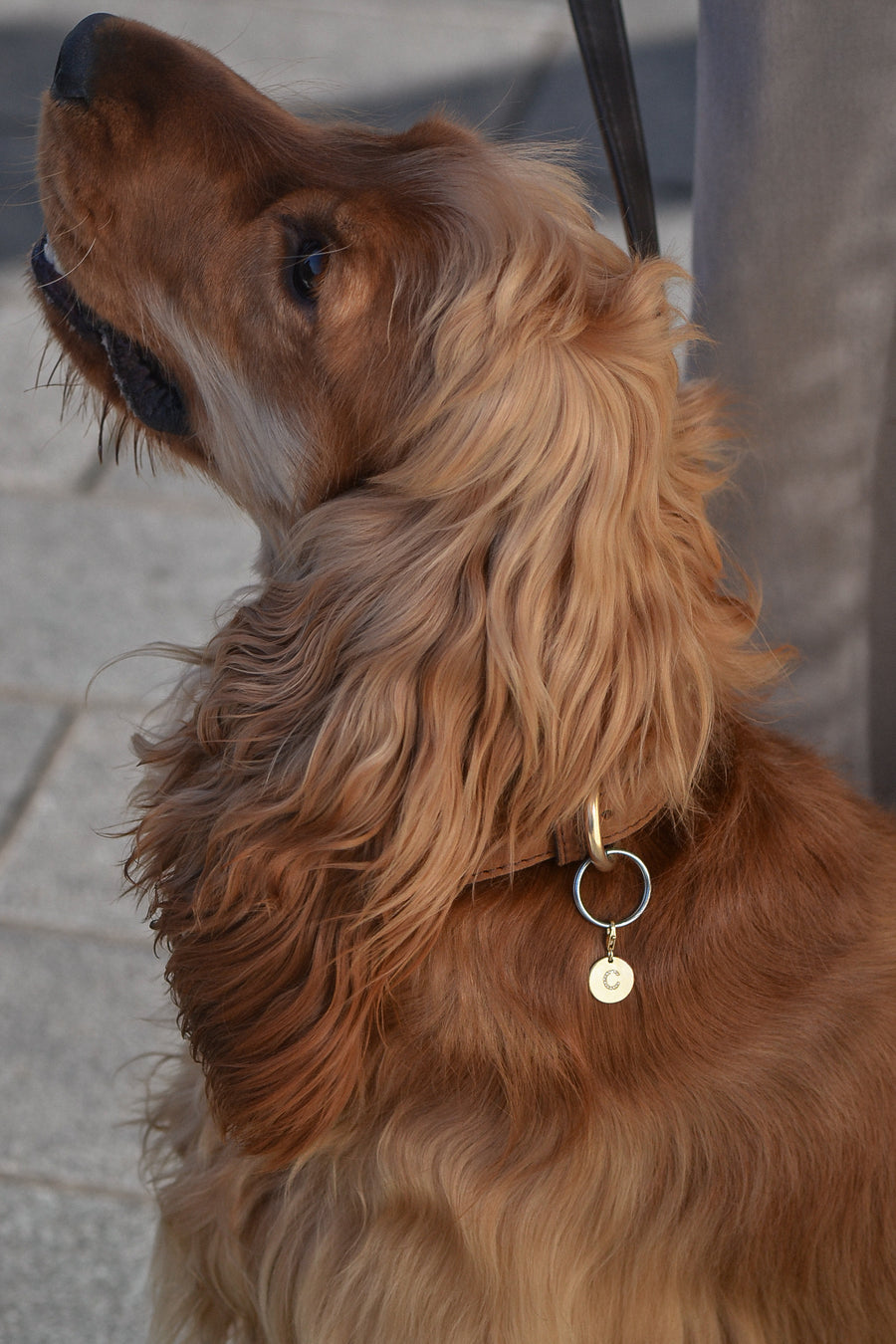 PAWVÉ Fine jewellery for pets. British Show Cocker Spaniel wears ÉMINENCE a solid 9ct yellow gold pendant, with flush set natural white diamonds to form pets initial.