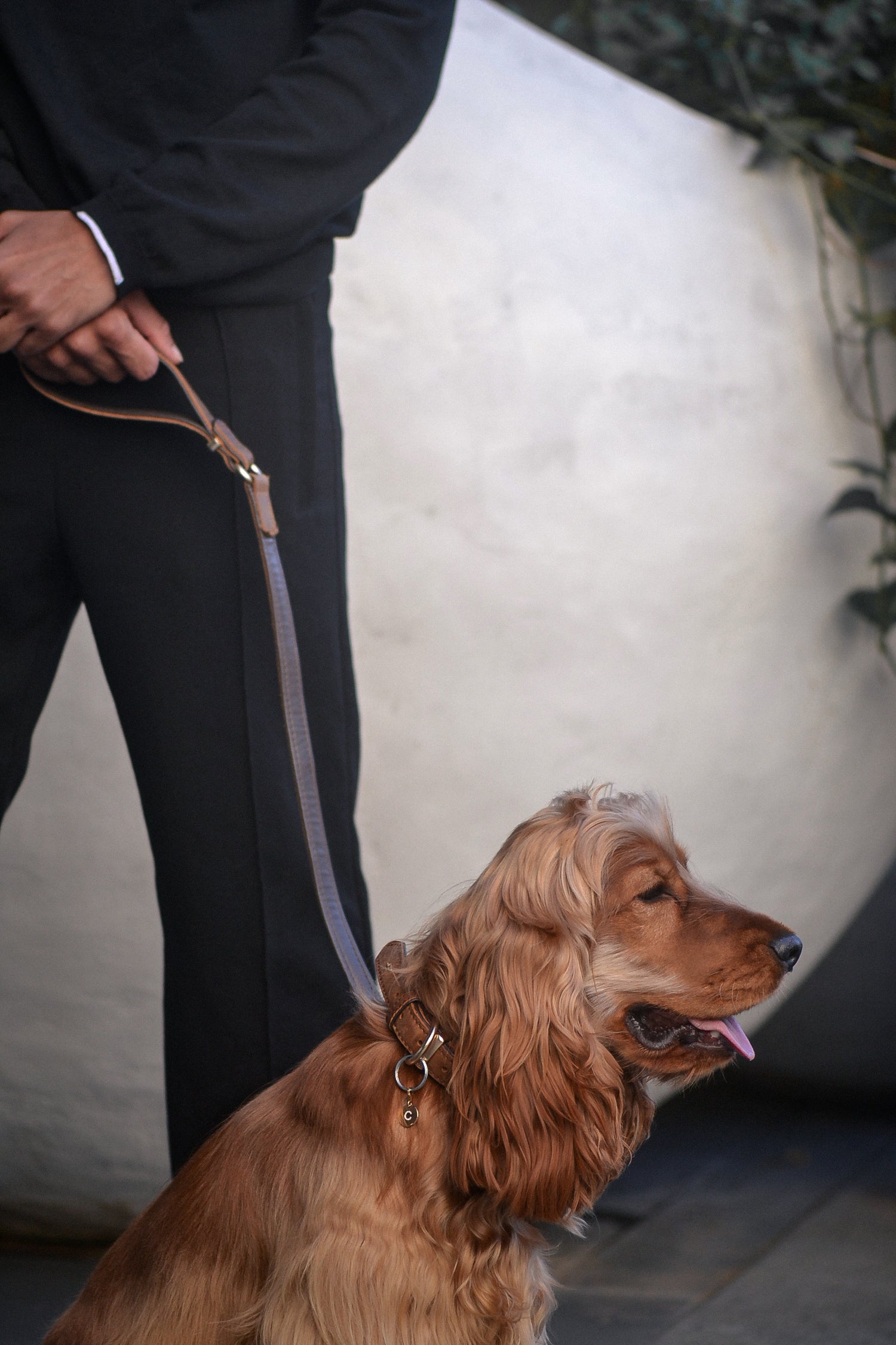 British Show Cocker Spaniel wears ÉMINENCE a solid 9ct yellow gold pendant, with flush set natural white diamonds to form pets initial. fine jewellery for pets by PAWVÉ.