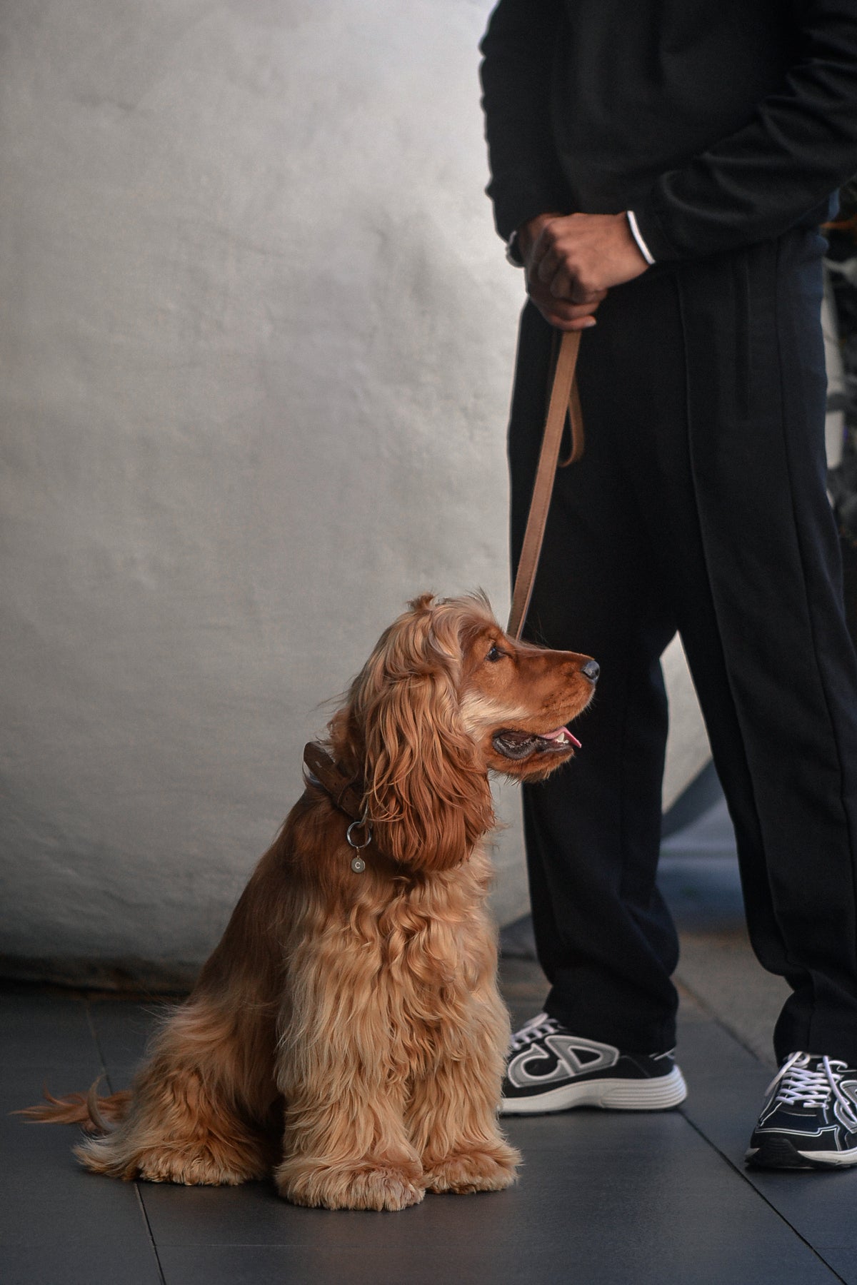 British Show Cocker Spaniel wears ÉMINENCE a 9ct yellow gold pendant, flush set natural white diamonds forming pets initial. Photographed with stylish man in urban setting.