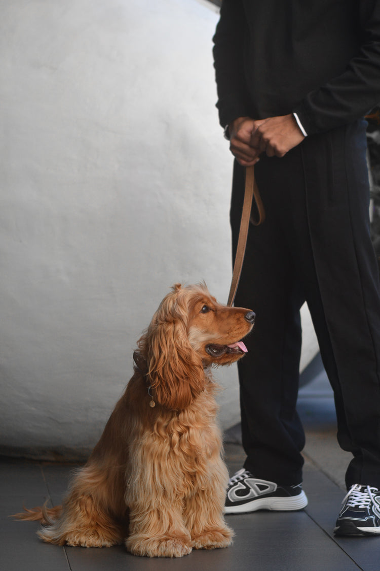 British Show Cocker Spaniel wears ÉMINENCE a 9ct yellow gold pendant, flush set natural white diamonds forming pets initial. Photographed with stylish man in urban setting.