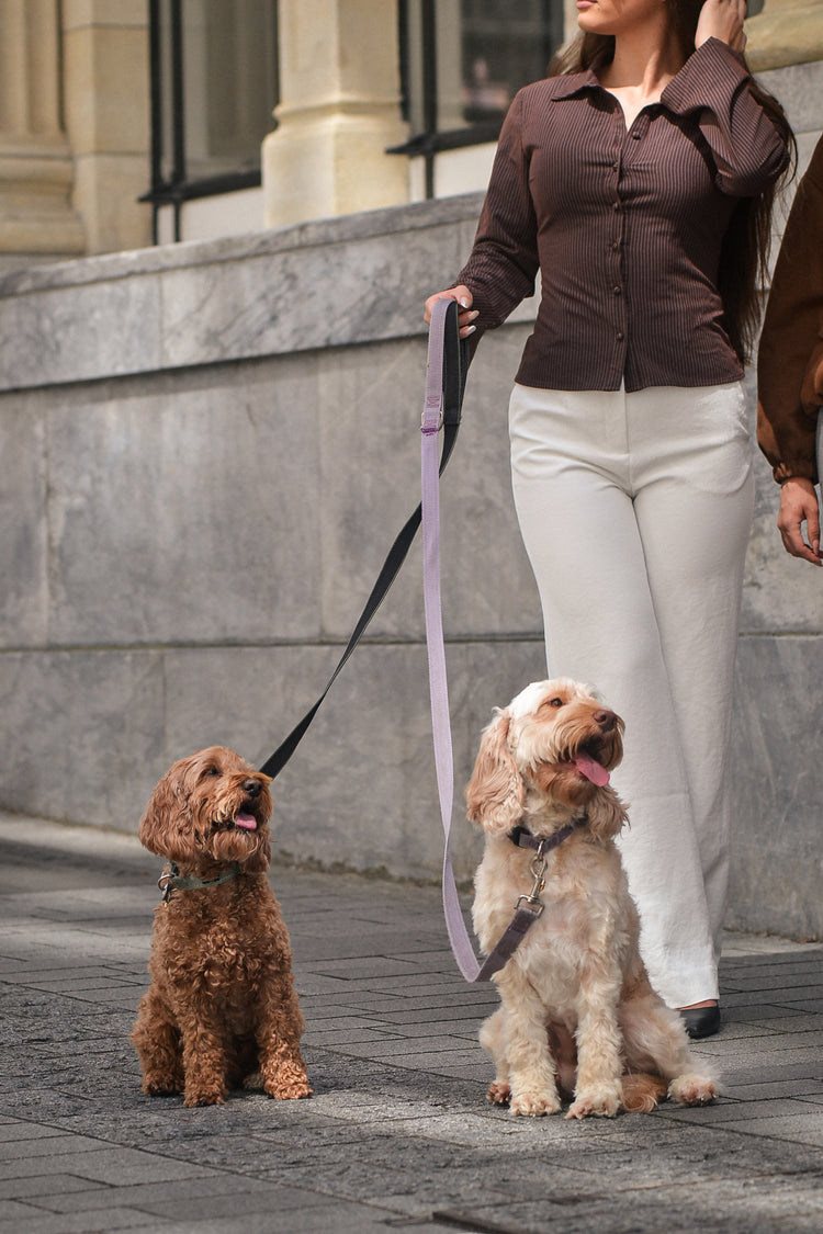 Cavoodle dogs pose in urban setting with owners wearing fine gold jewellery by PAWVÉ.
