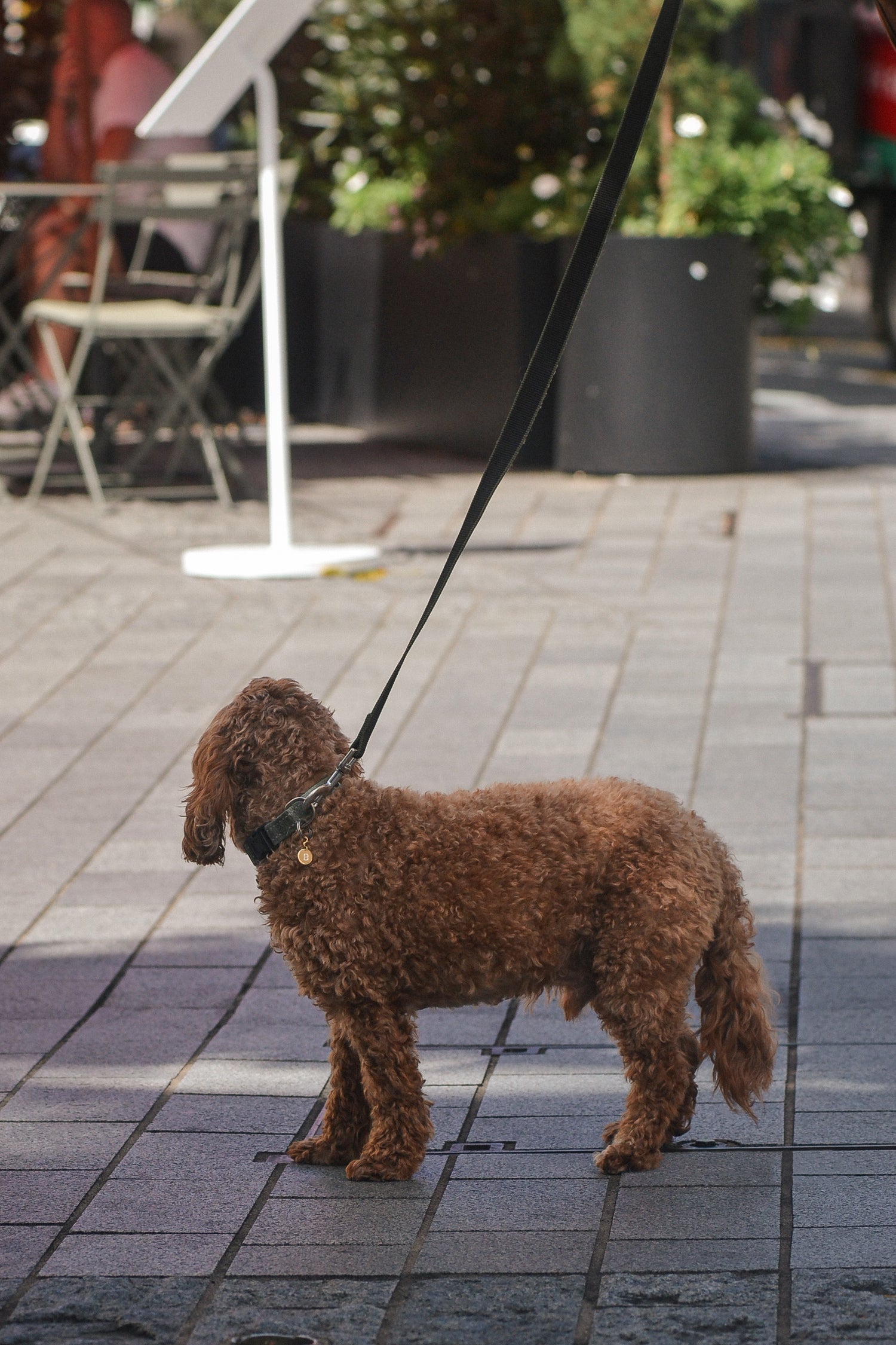 EMINENCE a 9ct gold pet pendant with flush set diamond initial, worn by cavoodle in the city