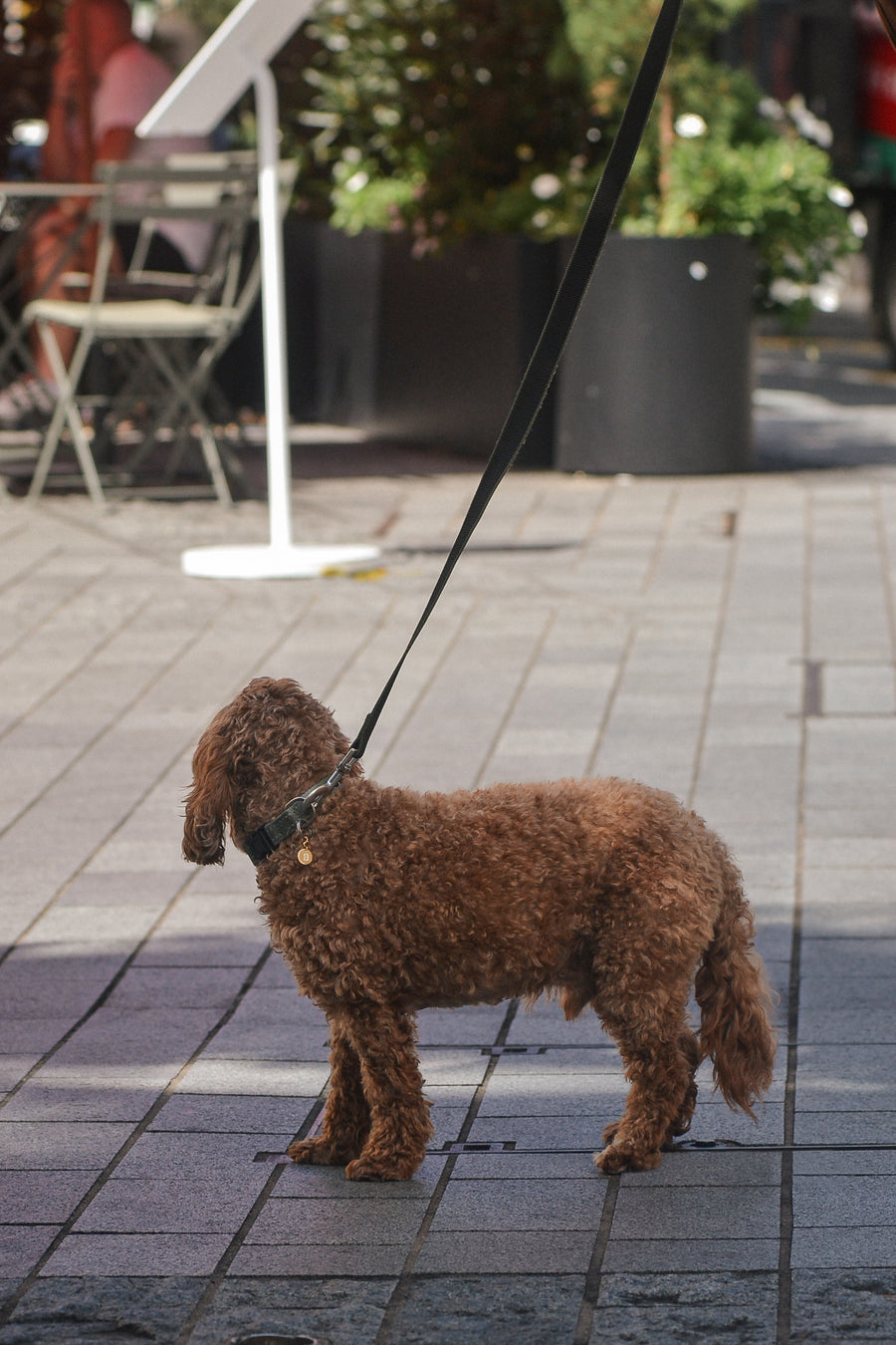 EMINENCE a 9ct gold pet pendant with flush set diamond initial, worn by cavoodle in the city