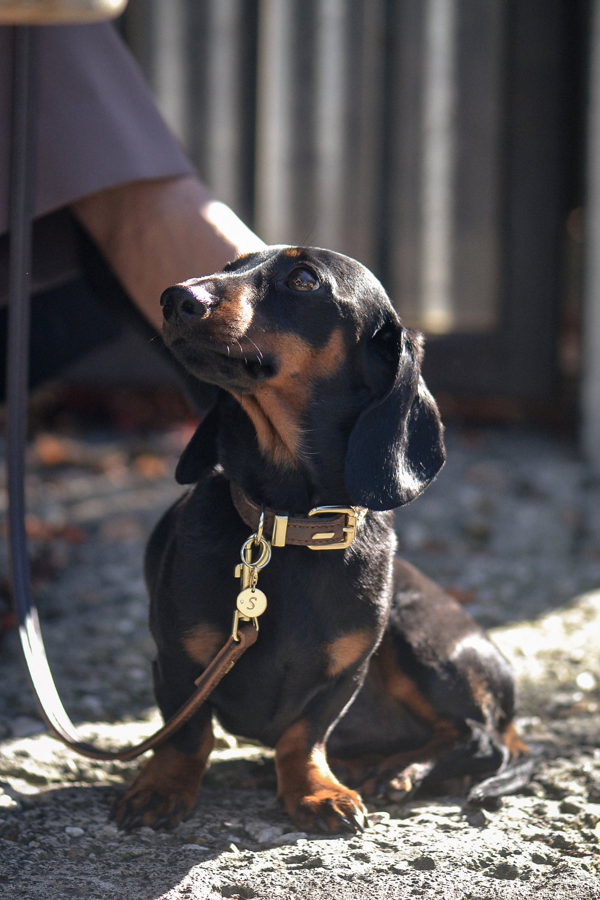 Dachshund wears SOLENE a solid 9ct yellow gold pendant, with a natural round brilliant-cut white diamond accent, engraved pets initial. Photographed with chic owner in Ponsonby cafe.