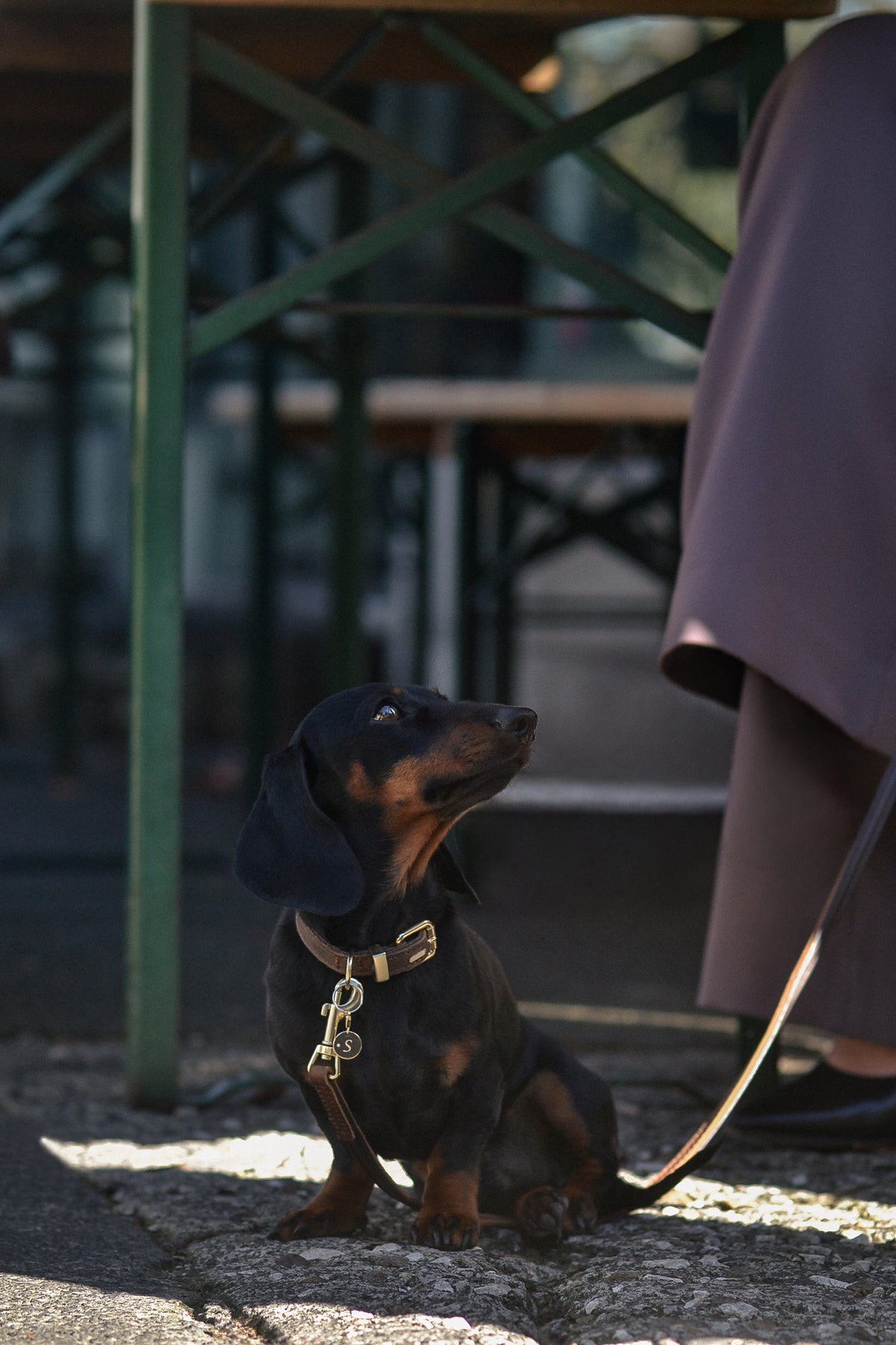 Dachshund wears SOLÈNE a 9ct yellow gol pendant, with natural round brilliant-cut white diamond accent, and engraved pet initial. Photographed at Ponsonby cafe.