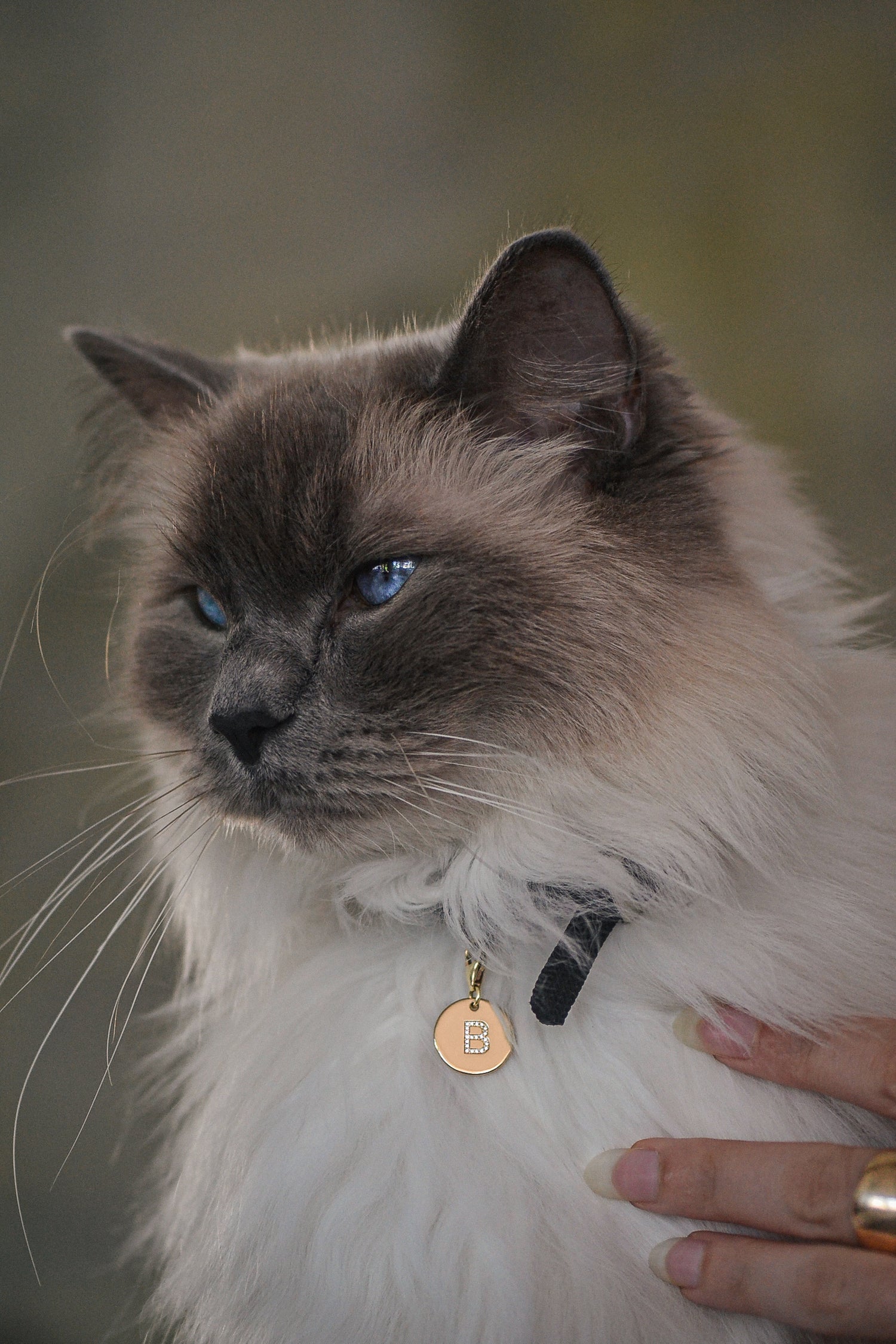 EMINENCE 9ct gold pet pendant with flush set diamond "B" initial, worn by a Ragdoll cat