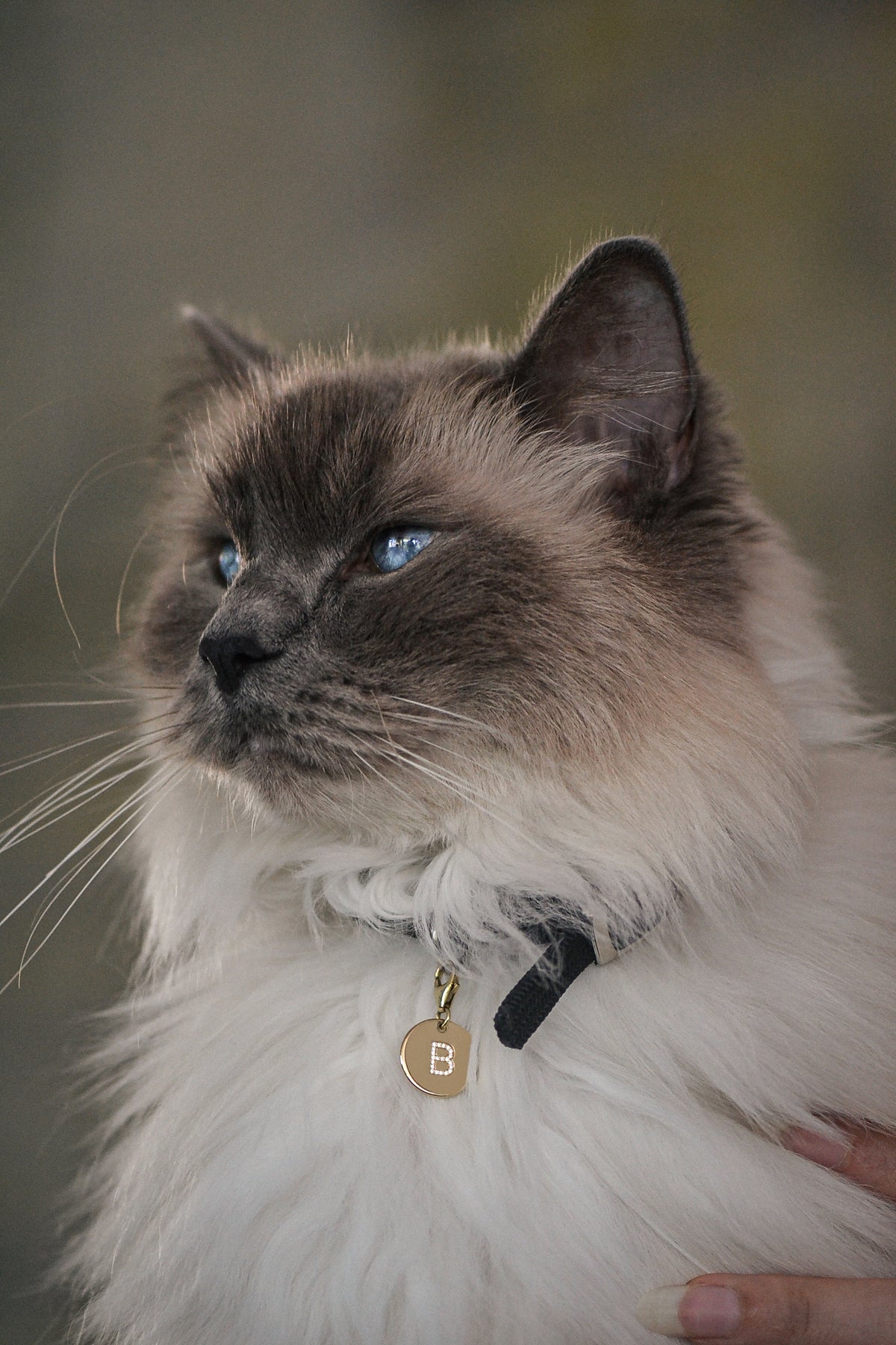 Éminence by PAWVÉ. A solid 9ct yellow gold pendant, with flush-set natural white round cut diamonds to form initial pets initial. Modelled by a Ragdoll cat.