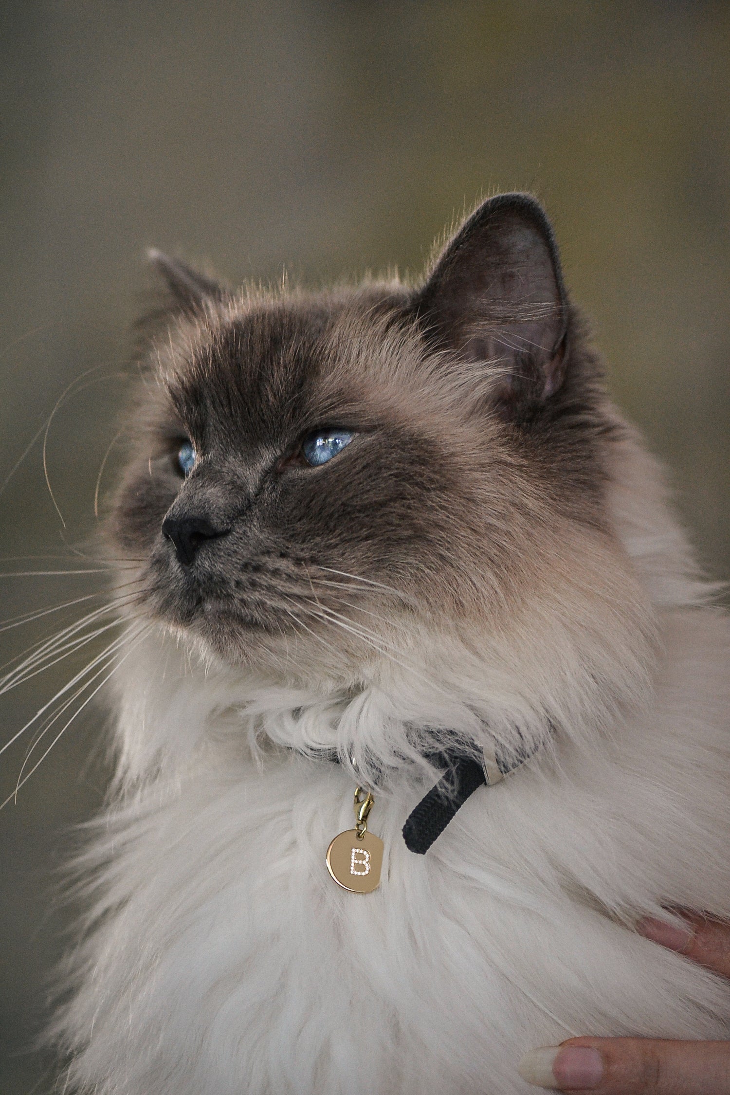 Éminence by PAWVÉ. A solid 9ct yellow gold pendant, with flush-set natural white round cut diamonds to form initial pets initial. Modelled by a Ragdoll cat.