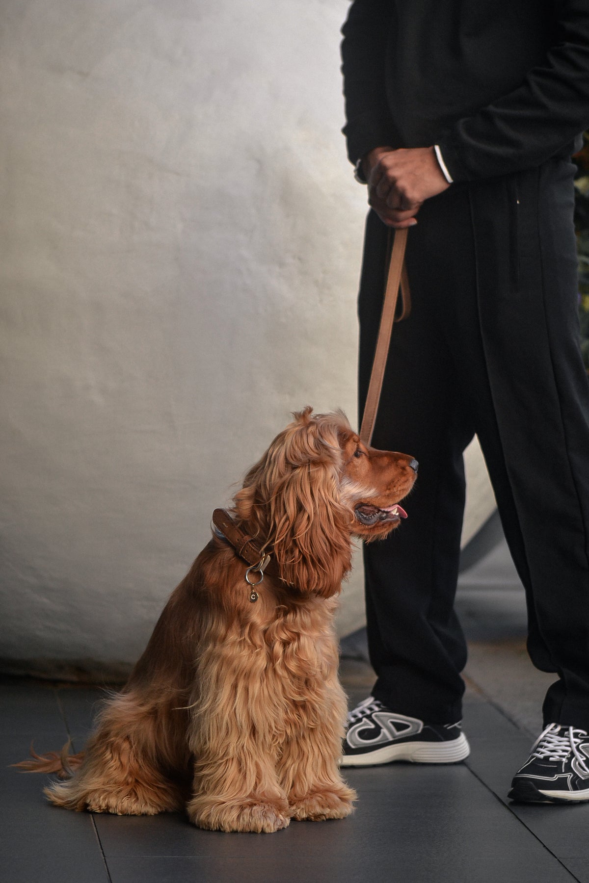 British Show Cocker Spaniel wears ÉMINENCE a 9ct yellow gold pendant, flush set natural white diamonds forming pets initial. Photographed with stylish man in urban setting.