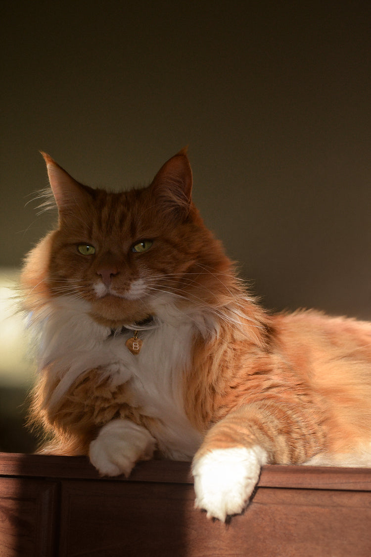 An orange and white long-haired cat wearing ÉMINENCE by PAWVÉ: a solid 9ct yellow gold round pendant, with flush set natural white diamonds forming pet's initial 'B' for Butters.