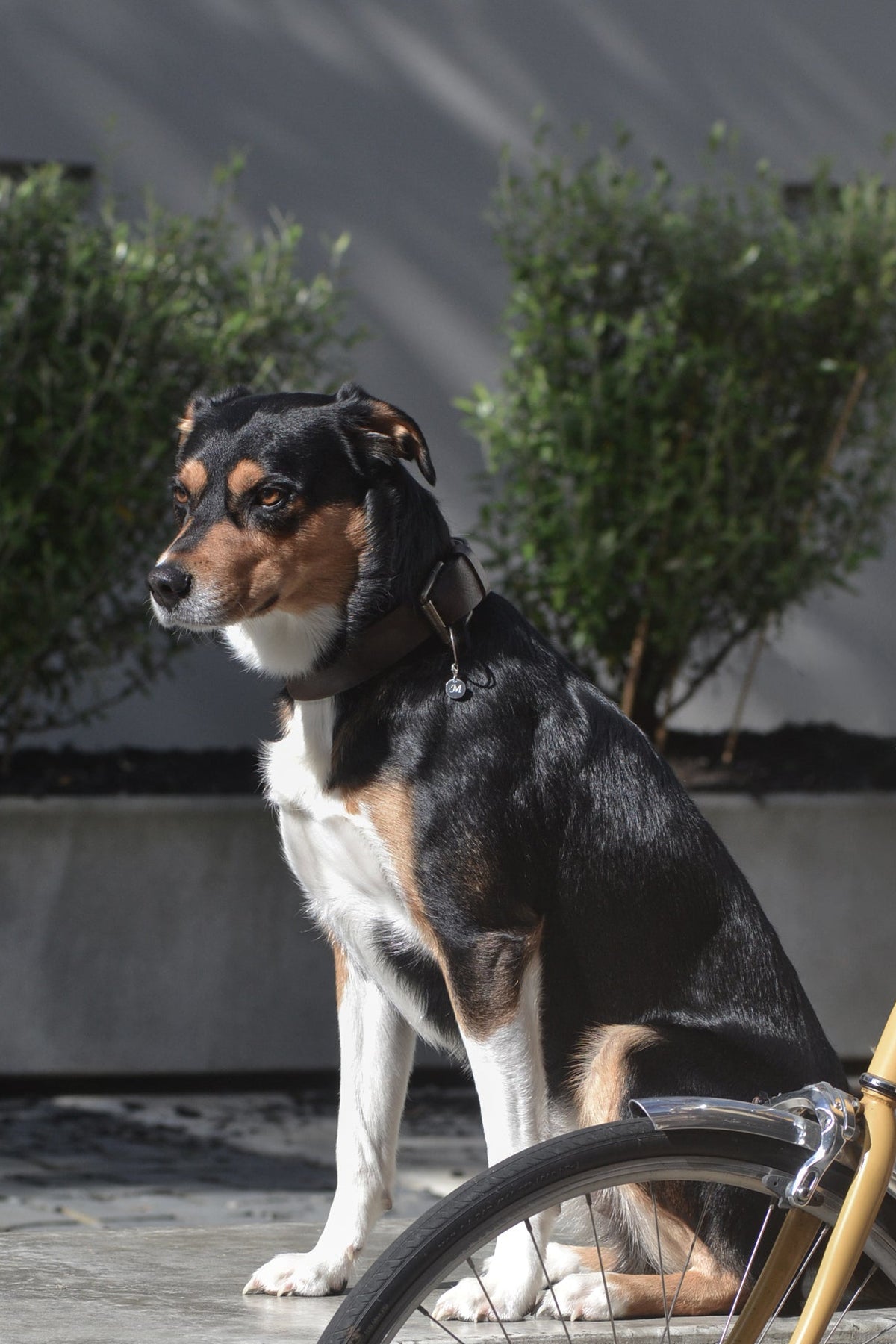 Dog wears REINE by PAWVÉ. A solid sterling silver pendant, with a natural round brilliant-cut blue sapphire accent, engraved 'M' initial for Martin. Photographed in an urban setting next to a vintage bicycle.  