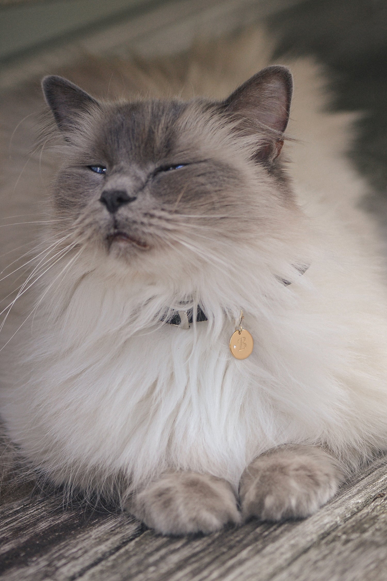 Lifestyle shot of ragdoll wearing SOLENE, a 9ct gold pet pendant with white brilliant round diamond accent and engraved initial "B".