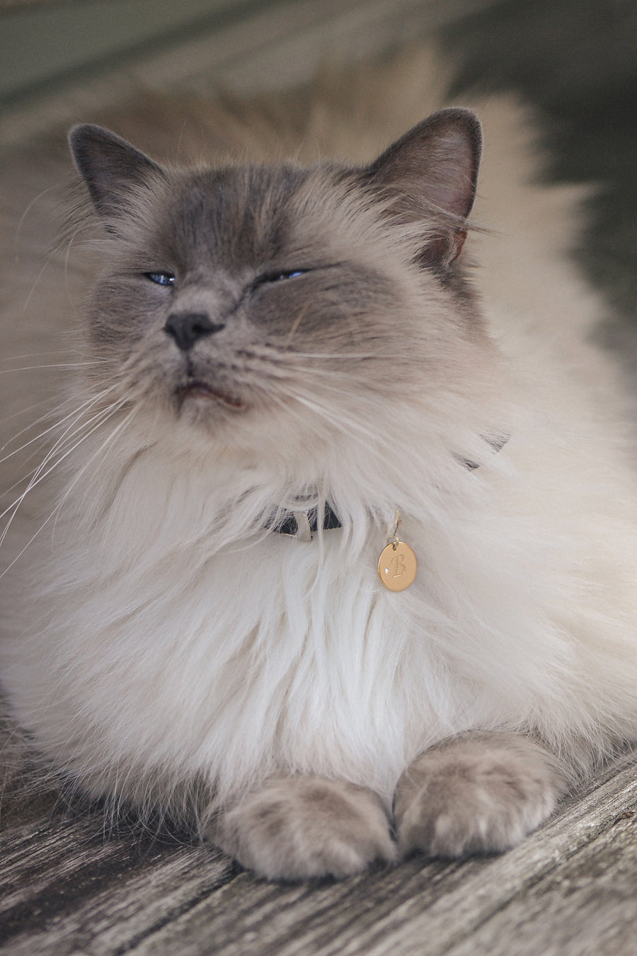 Lifestyle shot of ragdoll wearing SOLENE, a 9ct gold pet pendant with white brilliant round diamond accent and engraved initial "B".