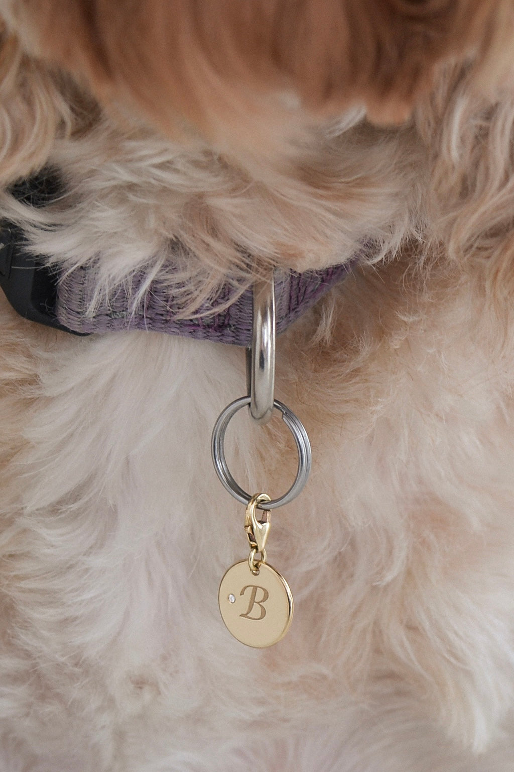 Close up of White Cavoodle wearing SOLENE, a 9ct gold pet pendant with white brilliant round diamond accent and engraved initial "B".